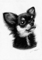 /album/danguole-serstinskaja-un-dibujo-de-tu-mascota-con-alma/imatge-emmarcar-negre-jpg/
